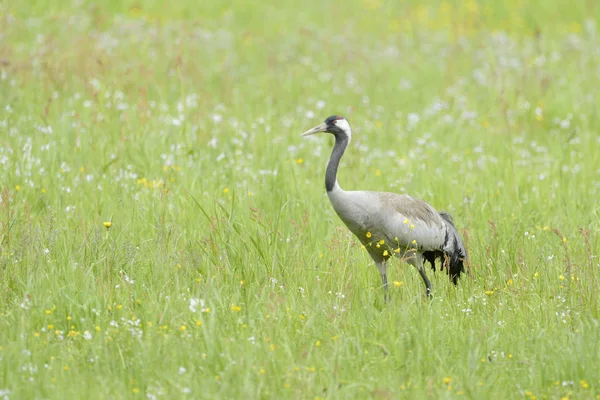 Trana i gräs — Stockfoto