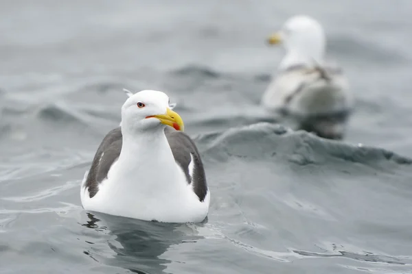 Mindere mantelmeeuw in water — Stockfoto