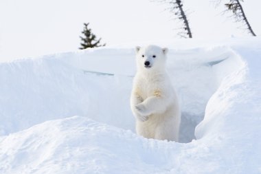 Kutup ayısı (Ursus maritimus) yavrusu