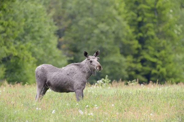 Moose in grasland — Stockfoto