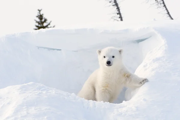 Білий ведмідь (Ursus maritimus) кубик Стокове Фото