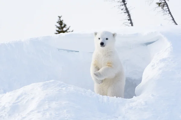 Білий ведмідь (Ursus maritimus) кубик Ліцензійні Стокові Зображення