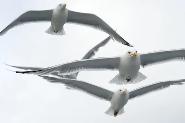 Gaviotas de arenque en vuelo — Foto de Stock