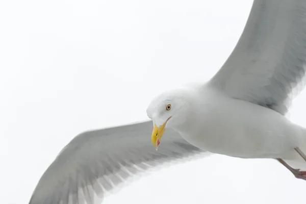 Zeemeeuwen tijdens de vlucht — Stockfoto