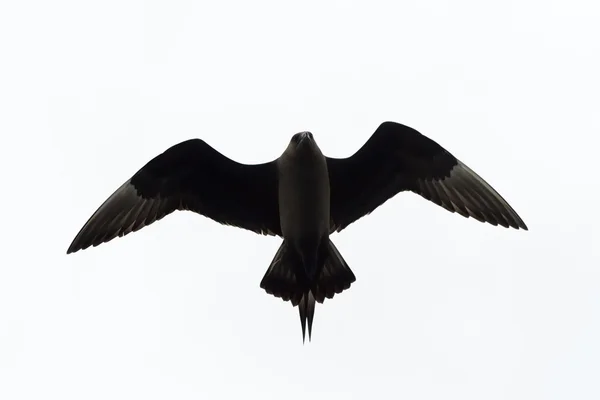 クロトウゾクカモメ飛行中 — ストック写真