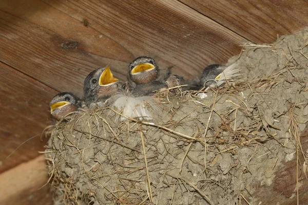 Swallows nest — Stock Photo, Image