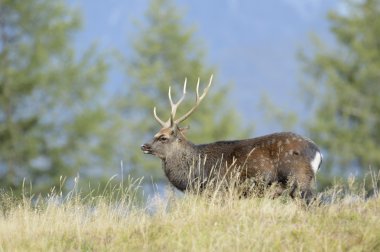 kırmızı geyik (cervus elaphus)