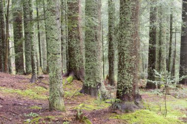 çam ormanı ile sis.