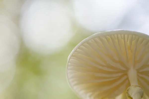 Fungo da porcelana (Oudemansiella mucida) — Fotografia de Stock