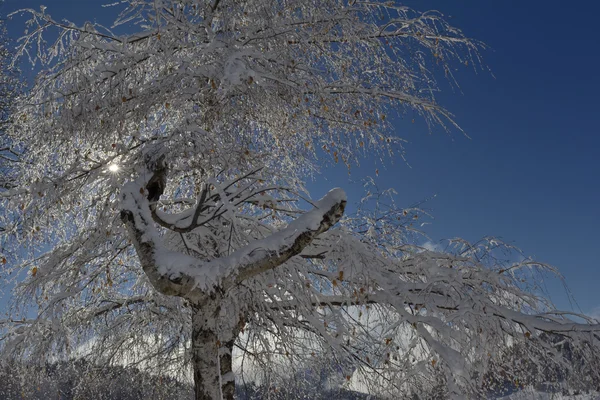 Árbol con nieve retroiluminada —  Fotos de Stock