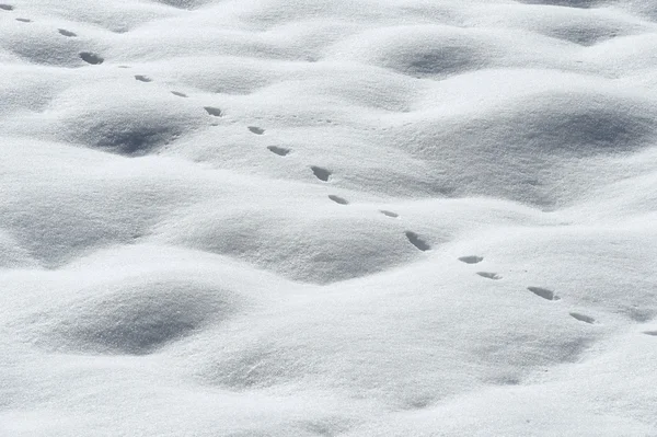 Zorro (Vulpes vulpes) rastro en la nieve . —  Fotos de Stock