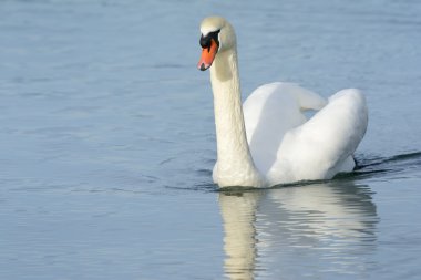 Dilsiz kuğu (Kuğu rengi))