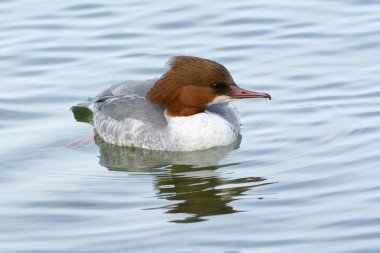 Genel merganser (Mergus merganser))