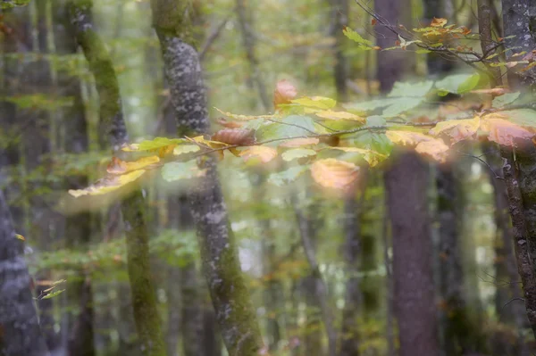 Autumnal forest with a double exposure — Stock Photo, Image