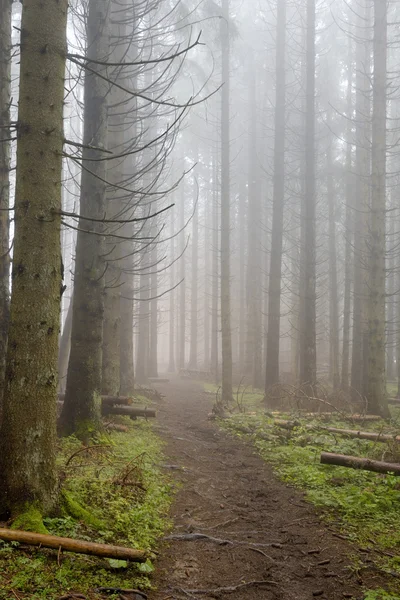 Pine forest with fog. — Stock Photo, Image