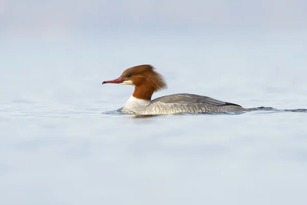 一般的な合併(Merus merganser)) — ストック写真