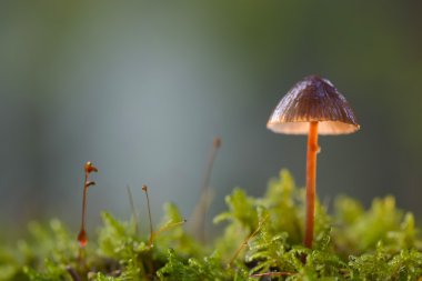İskoç Bonnet (Marasmius oreades)