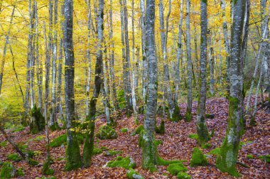 Sonbahar renklerinde yapraklar.