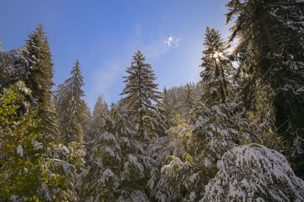 Pine forest with snow — Stock Photo, Image