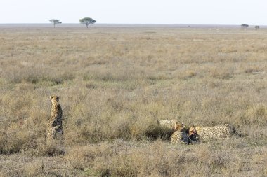 Çita (Acinonyx jubatus) ova üzerinde