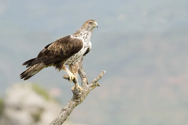 Орёл Бонелли ("Aquila Fasciata" ) — стоковое фото