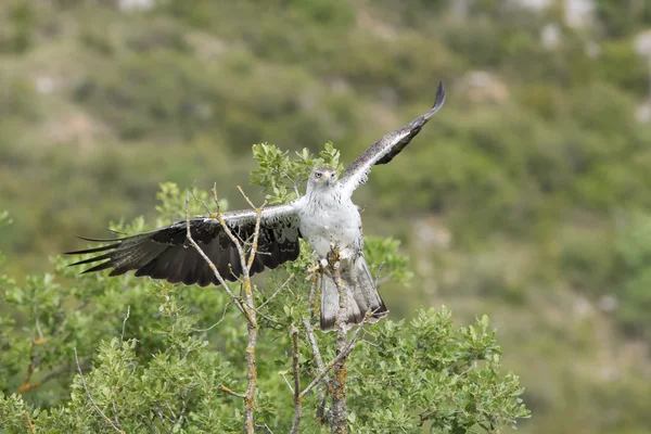 Águila de Bonelli (Aquila Fasciata ) — Foto de Stock