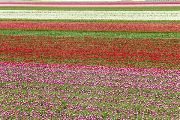 Tulipany w linii w polu, Holandia — Zdjęcie stockowe