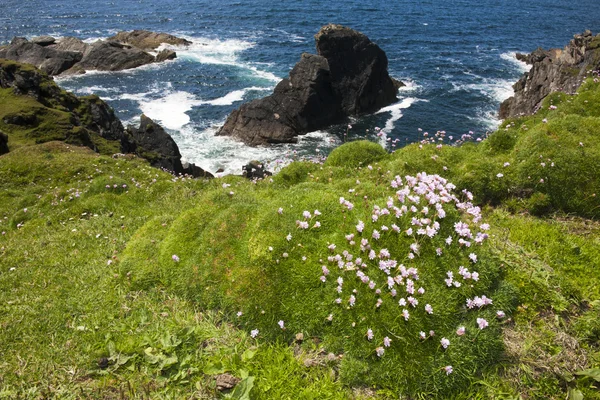 Deniz tasarruf (Armiria maritima) çiçekli