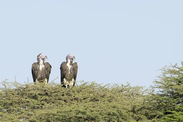 Onderdrempel onder ogen gezien gier (Torgos tracheliotus) zat op acacia-boom — Stockfoto