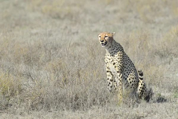 Cheetah (Acinonyx jubatus) op de savanne — Stockfoto