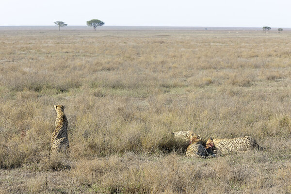 Гепард (Acinonyx fallatus) на саванне
