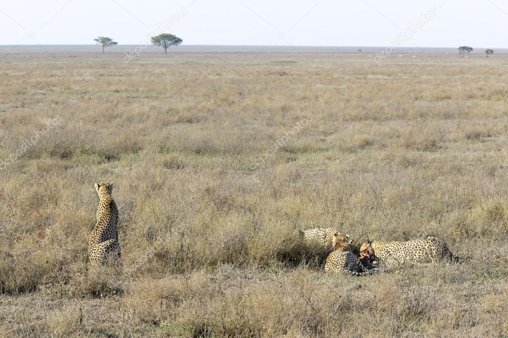 Cheetah (Acinonyx jubatus) on savanna