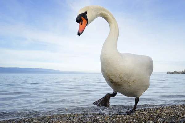 Stumsvan (Cygnus olor)) — Stockfoto