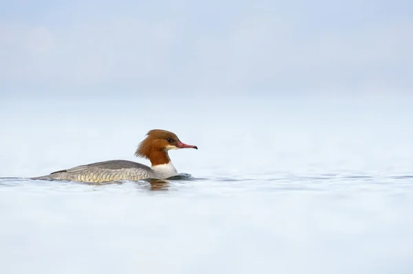 Časté merganser (Mergus merganser) — Stock fotografie