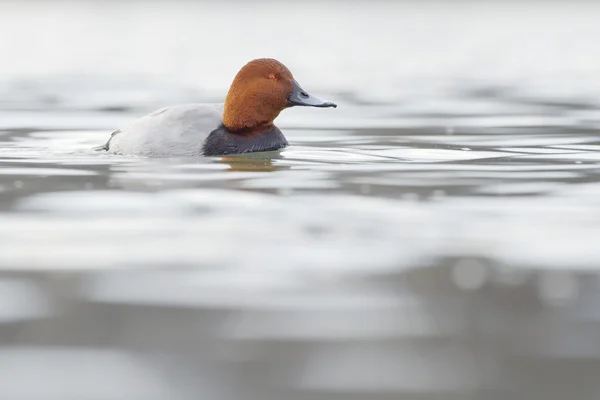 Pochard commun (Aythya ferina) nageant — Photo