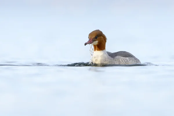 Časté merganser (Mergus merganser) — Stock fotografie