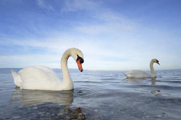 Mute swan (Cygnus olor) Stock Picture