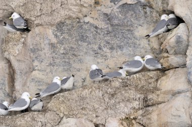 Kara bacaklı martı (Rissa tridactyla)