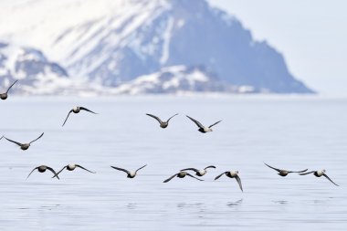 Kral Eider (Somateria spectabilis) uçuş