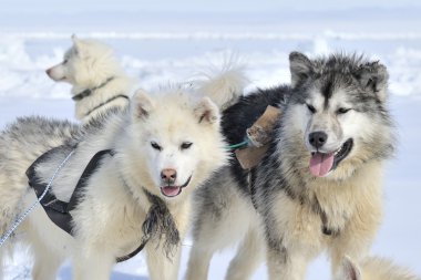 Husky kızak köpek portre