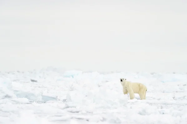 Oso polar (Ursus maritimus) en el borde del témpano . —  Fotos de Stock