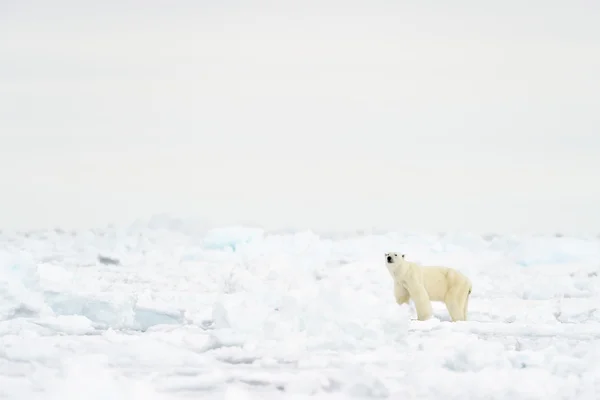 Kutup ayısı (Ursus maritimus) kütlesi kenarında.