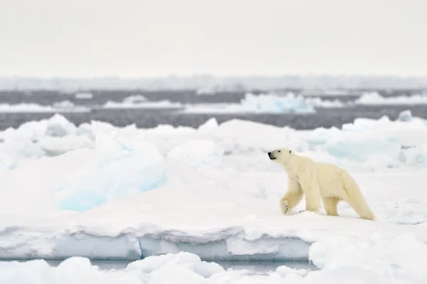 Ijsbeer (Ursus maritimus) aan drijft rand. — Stockfoto