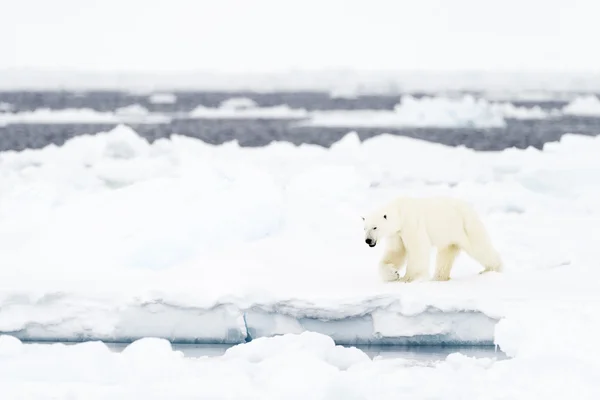 Eisbär (ursus maritimus) auf Scholle. — Stockfoto