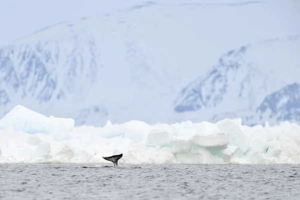 Narvalo, o narvalo (Monodon monoceros ) — Foto Stock