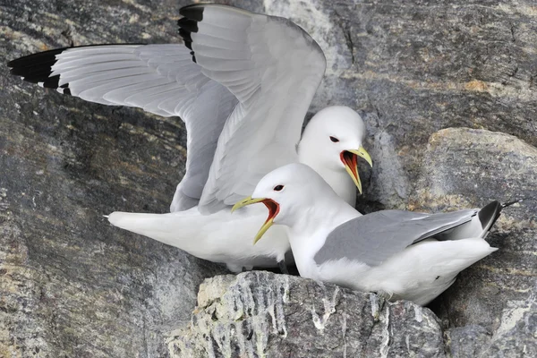 Tretåig mås (Rissa tridactyla) — Stockfoto