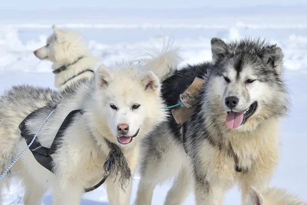 Husky kızak köpek portre