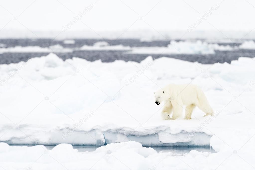 Polar Bear (Ursus maritimus) on floe edge.