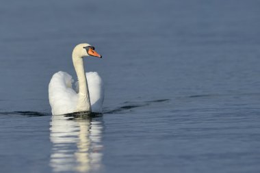 Mute swan mavi su