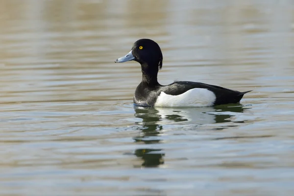 Coot común en agua con reflectón . — Foto de Stock